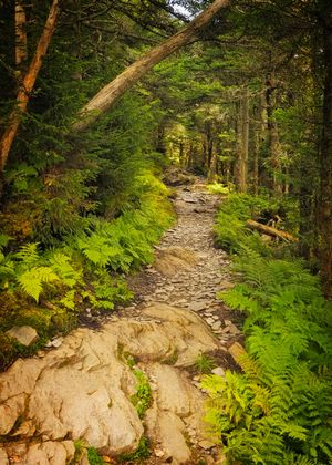 The Boulevard in the Great Smoky Mountains