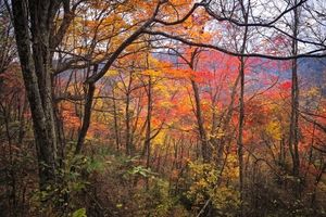 Autumn Foliage Bullhead in the Great Smoky Mountains