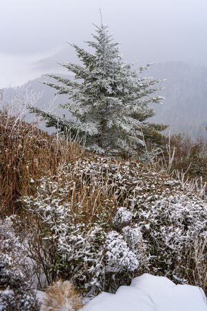 Myrtle Point Winter Tree in the Great Smoky Mountains