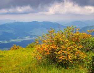 Gregory Bald June in the Great Smoky Mountains