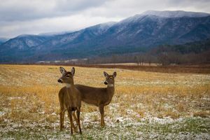 Do You Hear What I Hear in the Great Smoky Mountains