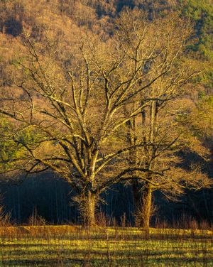 Winter Branches in the Great Smoky Mountains