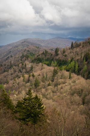 Early Spring on Kuwohi Road in the Great Smoky Mountains