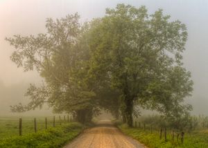 Sparks Lane In Summer Fog in the Great Smoky Mountains