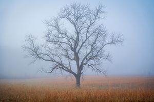 Winter Walnut in the Great Smoky Mountains