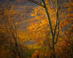 Autumn Afternoon On Bullhead in the Great Smoky Mountains