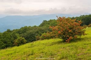 Gregory Bald June II in the Great Smoky Mountains