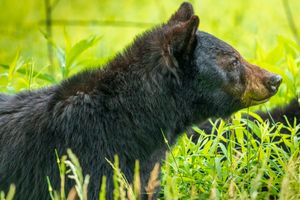 Cades Cove Bear Ii in the Great Smoky Mountains