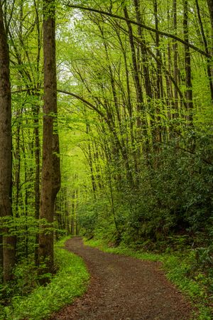 Kephart Prong Trail Ii in the Great Smoky Mountains