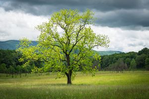 High Spring in the Great Smoky Mountains