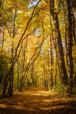 Rough Fork Autumn in the Great Smoky Mountains