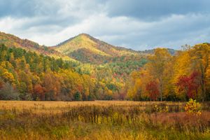 Canadian Top in the Great Smoky Mountains