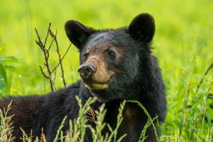 Cades Cove Bear Iii in the Great Smoky Mountains