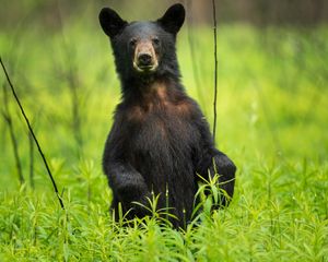 Cades Cove Bear Iv in the Great Smoky Mountains