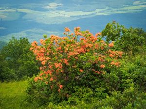 Flame Azalea On Gregory Bald in the Great Smoky Mountains